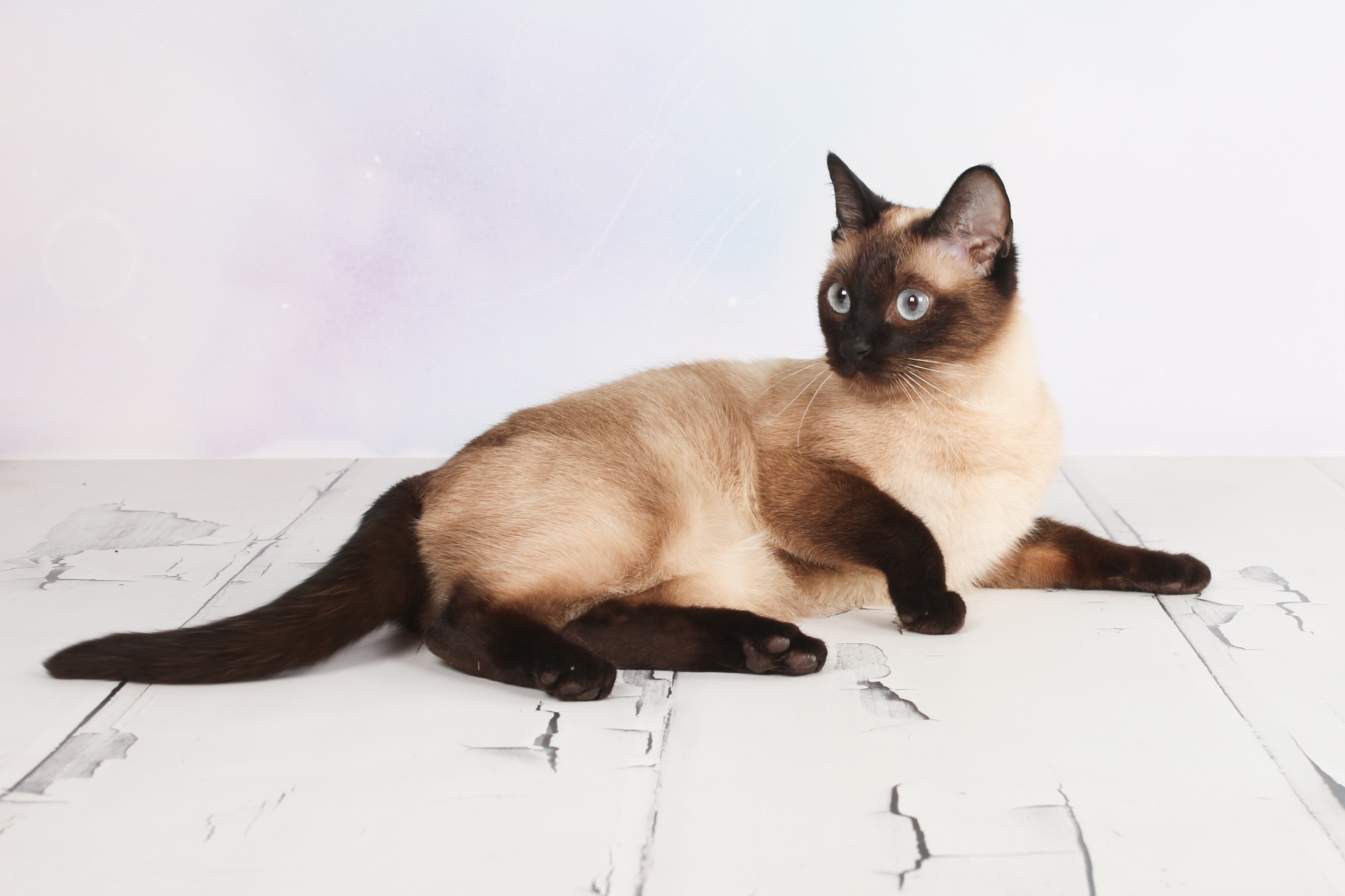 Thai hot sale siamese cat